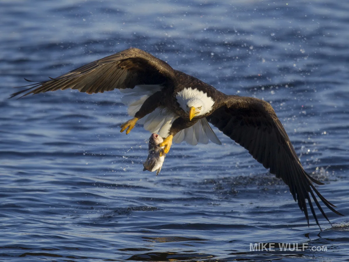 wulf_baldeagle_149_resize.jpg
