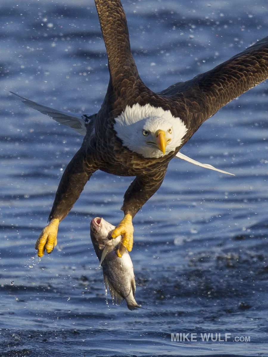 wulf_baldeagle_150.jpg