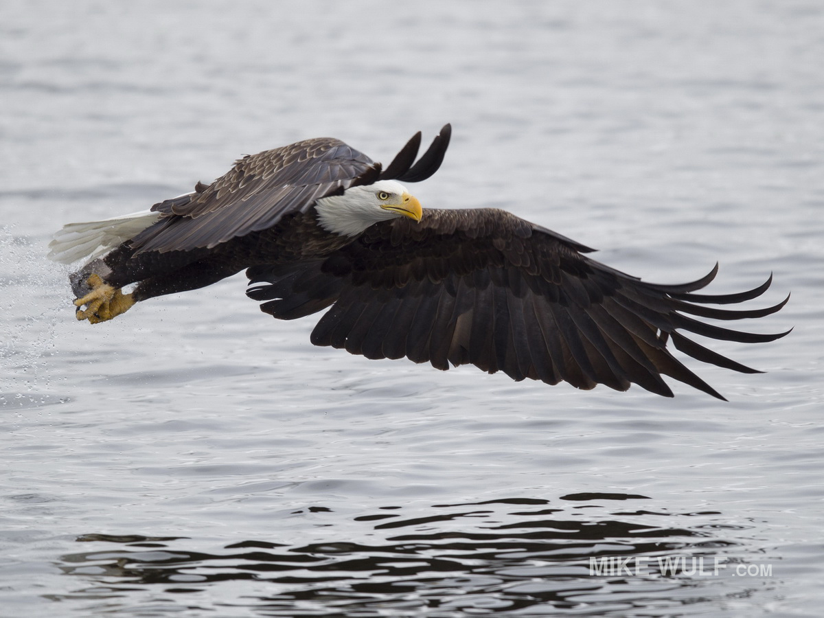 wulf_baldeagle_012_resize.jpg