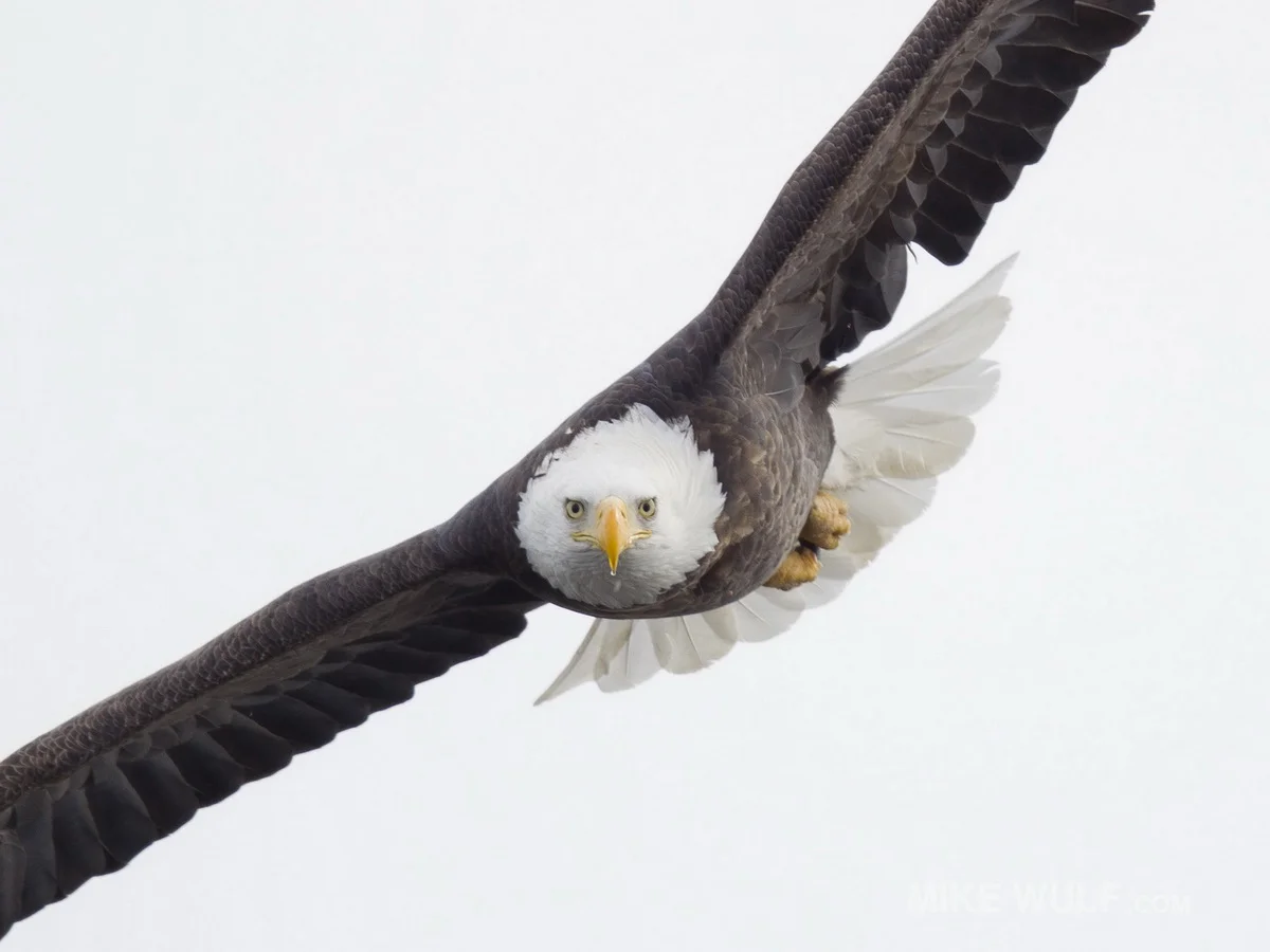 wulf_baldeagle_015_resize.jpg