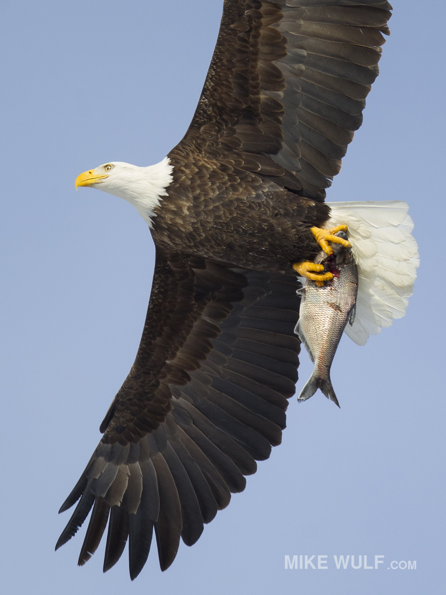 wulf_baldeagle_057.jpg