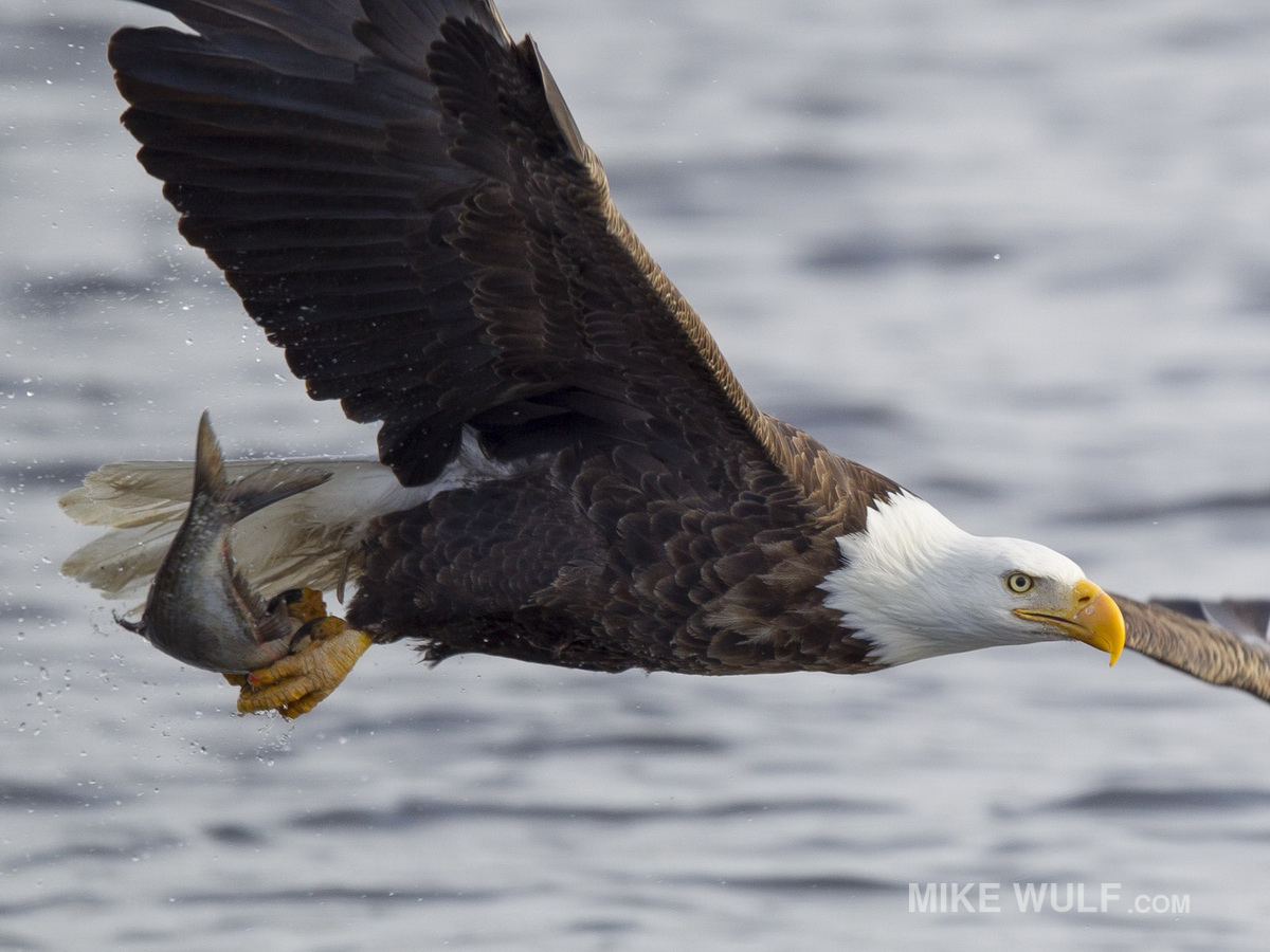 wulf_baldeagle_077_resize.jpg