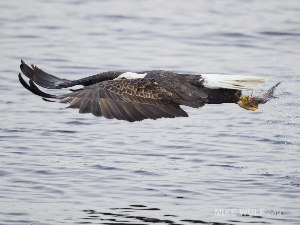 wulf_baldeagle_087_resize.jpg