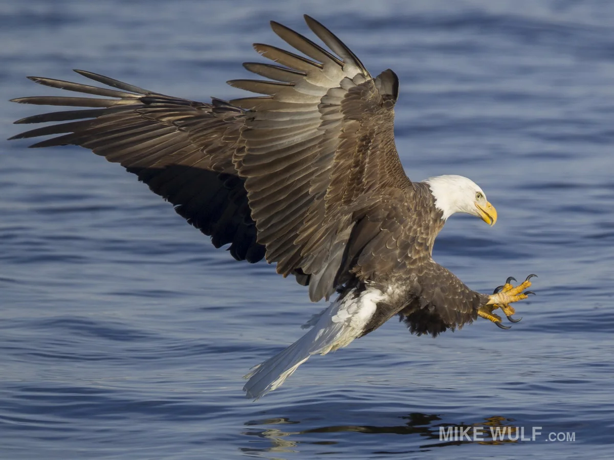 wulf_baldeagle_143_resize.jpg