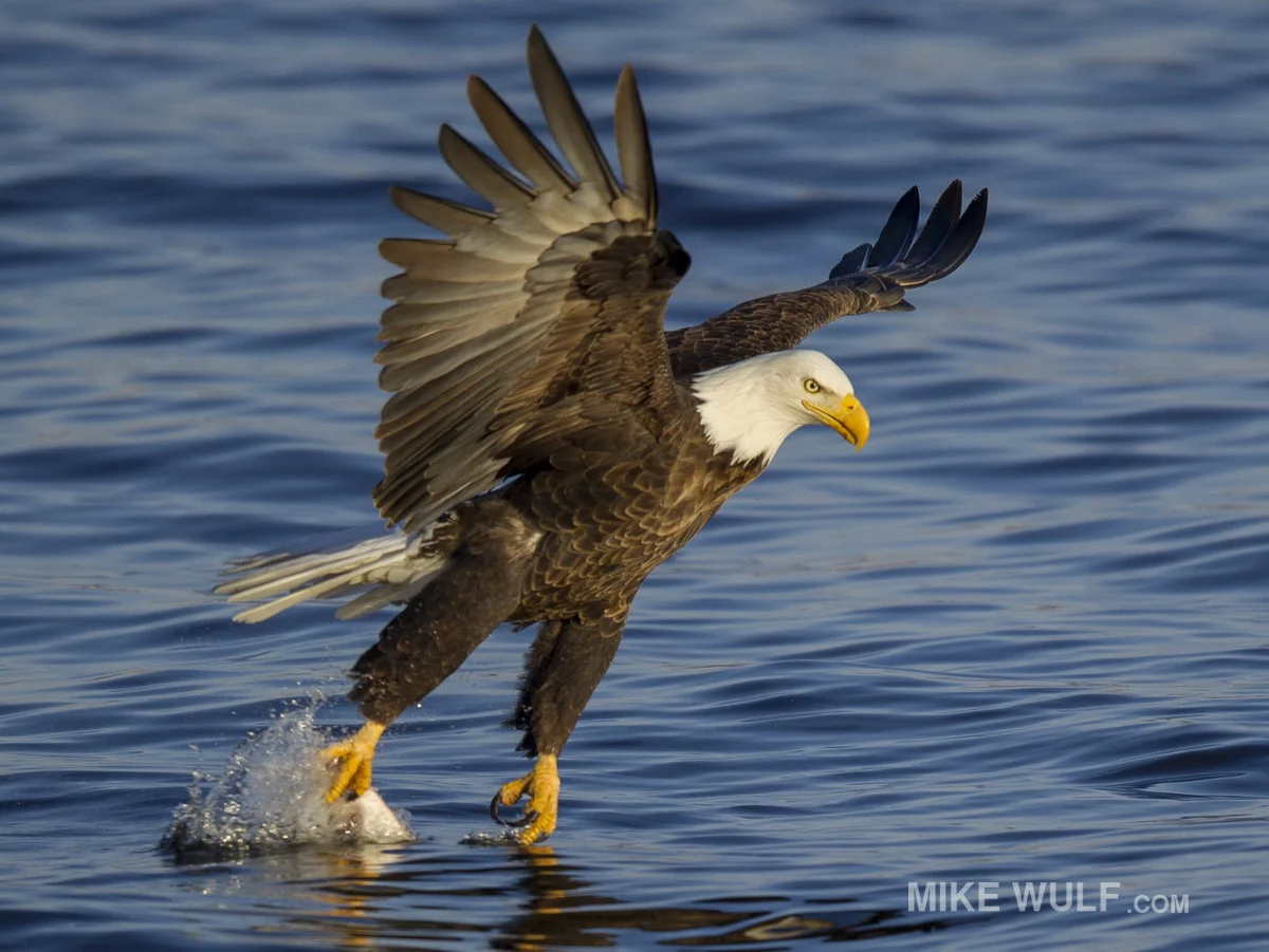 wulf_baldeagle_154_resize.jpg