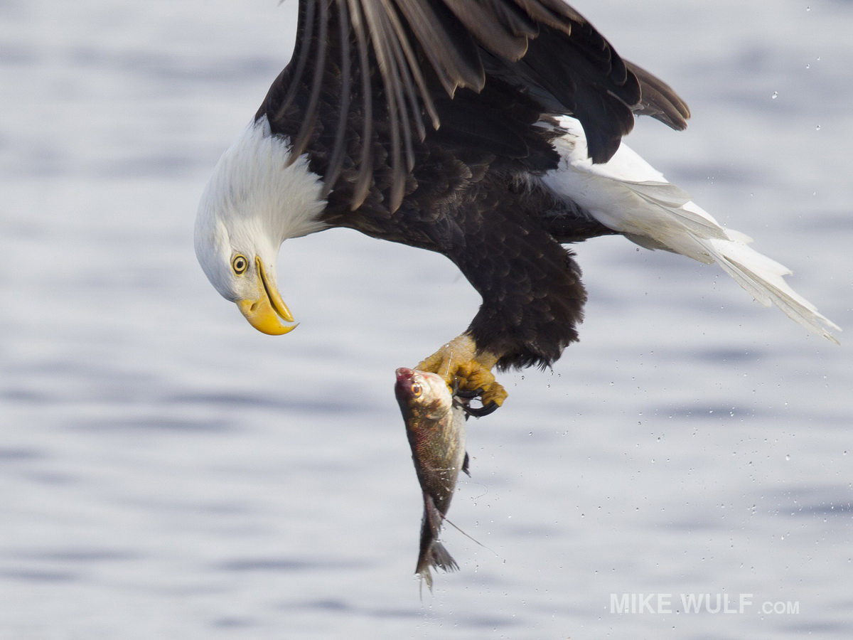 wulf_baldeagle_090_resize.jpg