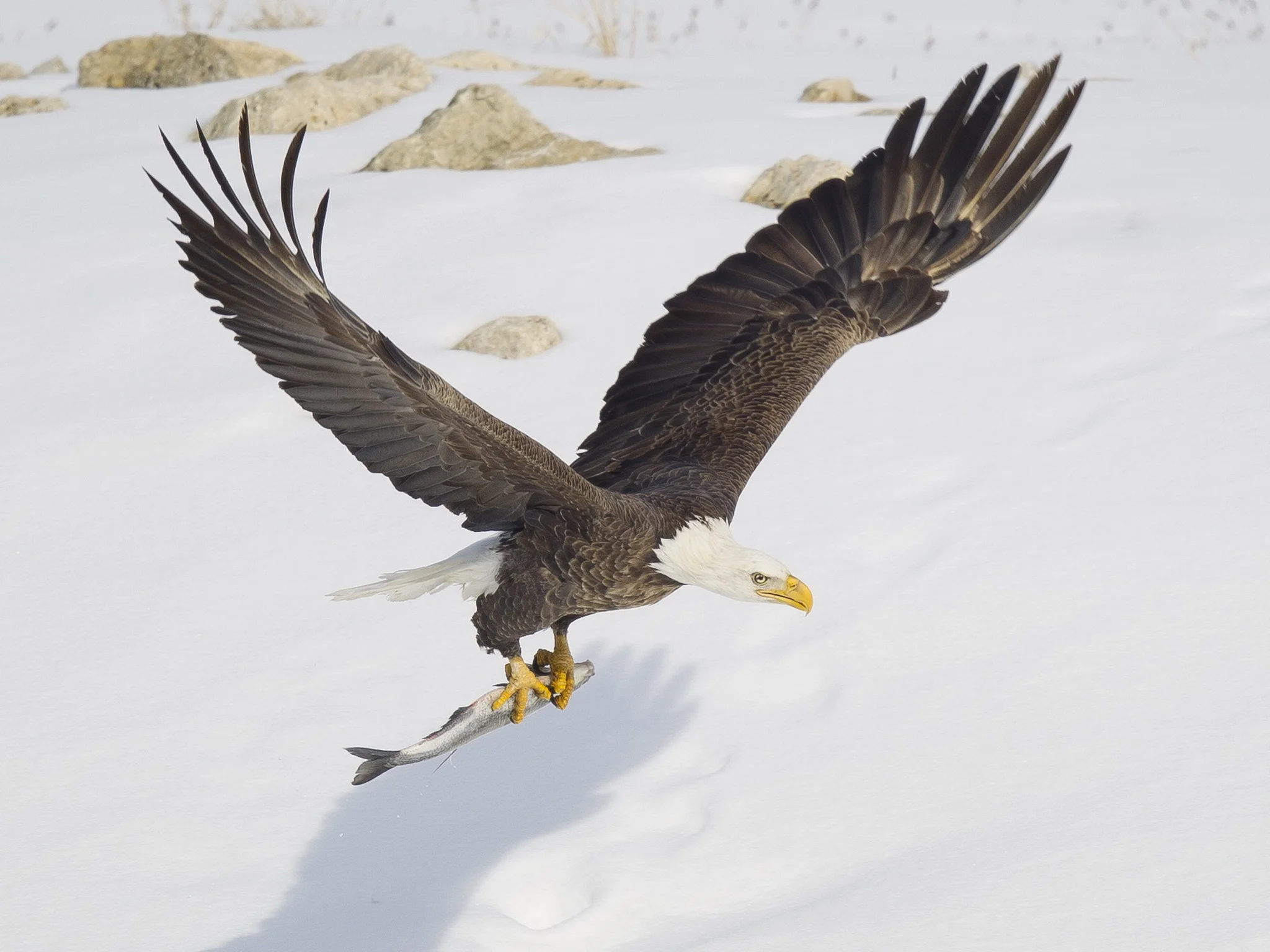 wulf_baldeagle_ipad_134.jpg