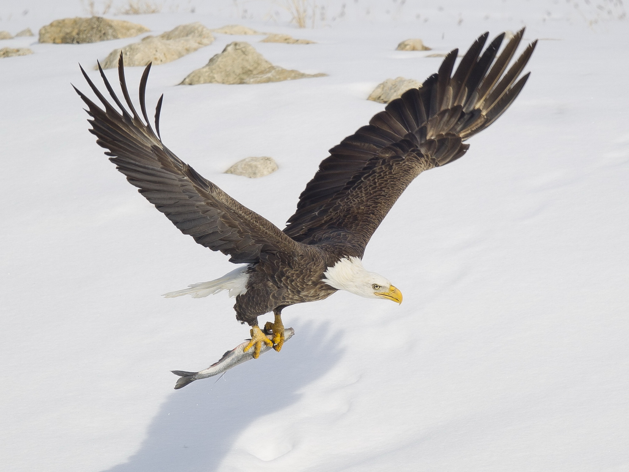 wulf_baldeagle_ipad_134.jpg