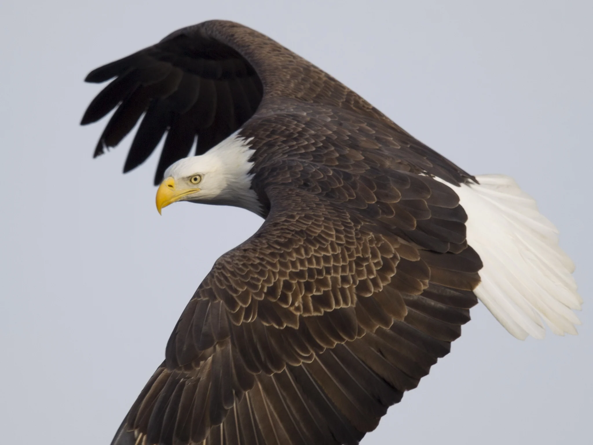 wulf_baldeagle_ipad_149.jpg