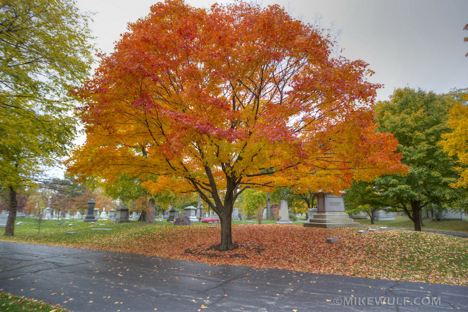 Wulf_2012GracelandFall01_resize.jpg