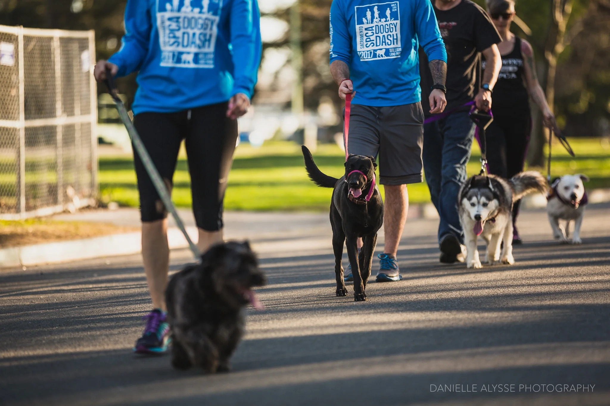 Indoor Activites for Your Dog - Sacramento SPCA