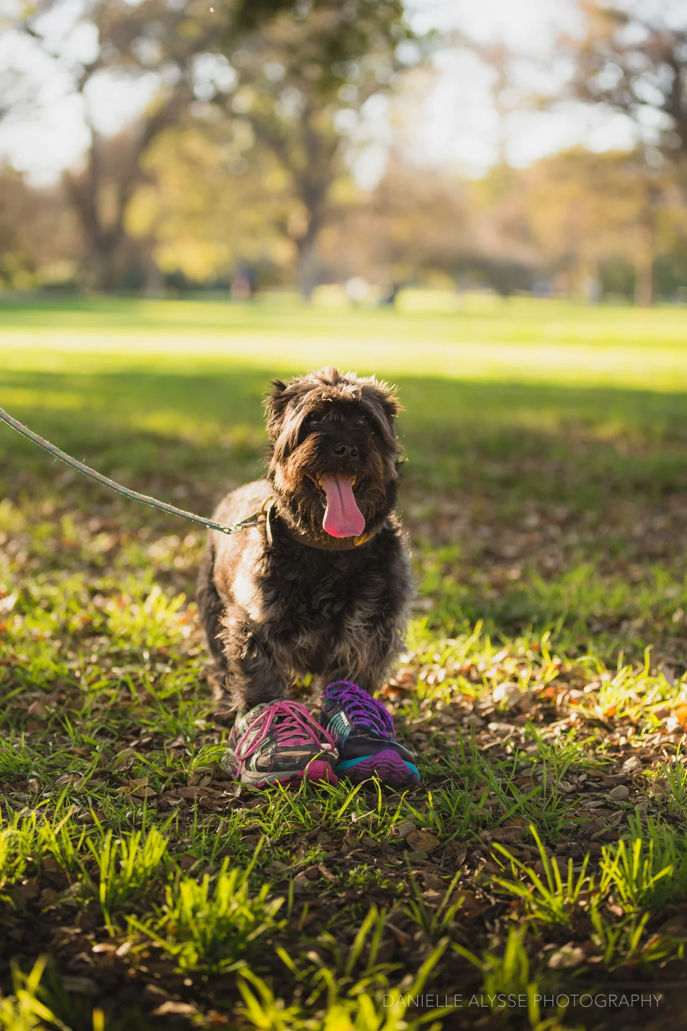 180205_sspca_spca_willam_land_park_doggy_dash_california_danielle_alysse_photography_sacramento_pet_dog_photographer_11_WEB.jpg