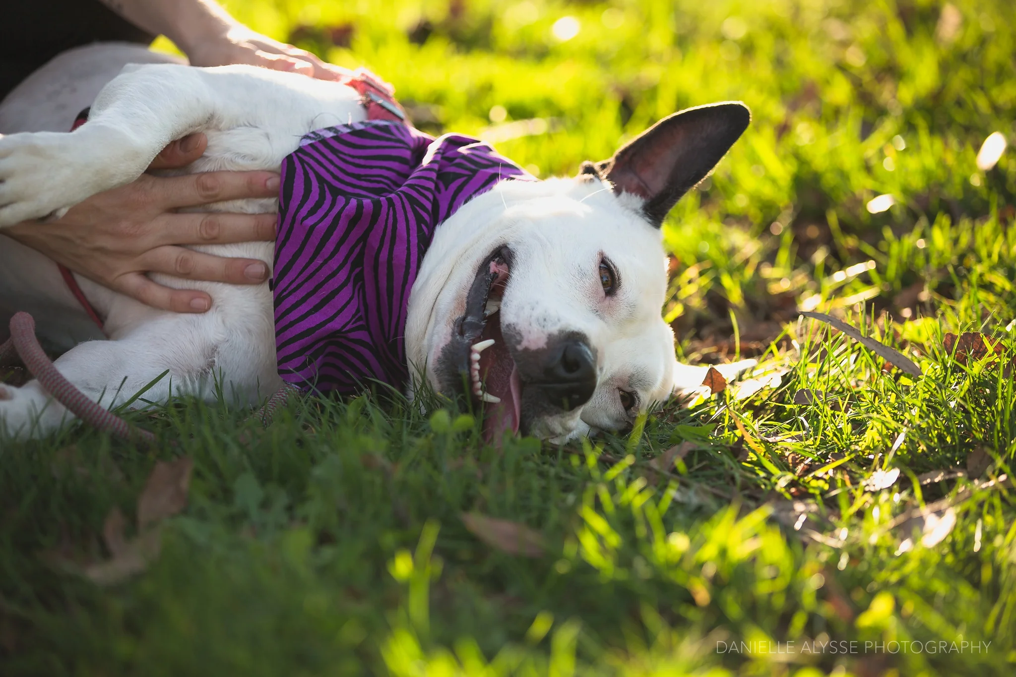 180205_sspca_spca_willam_land_park_doggy_dash_california_danielle_alysse_photography_sacramento_pet_dog_photographer_22_WEB.jpg