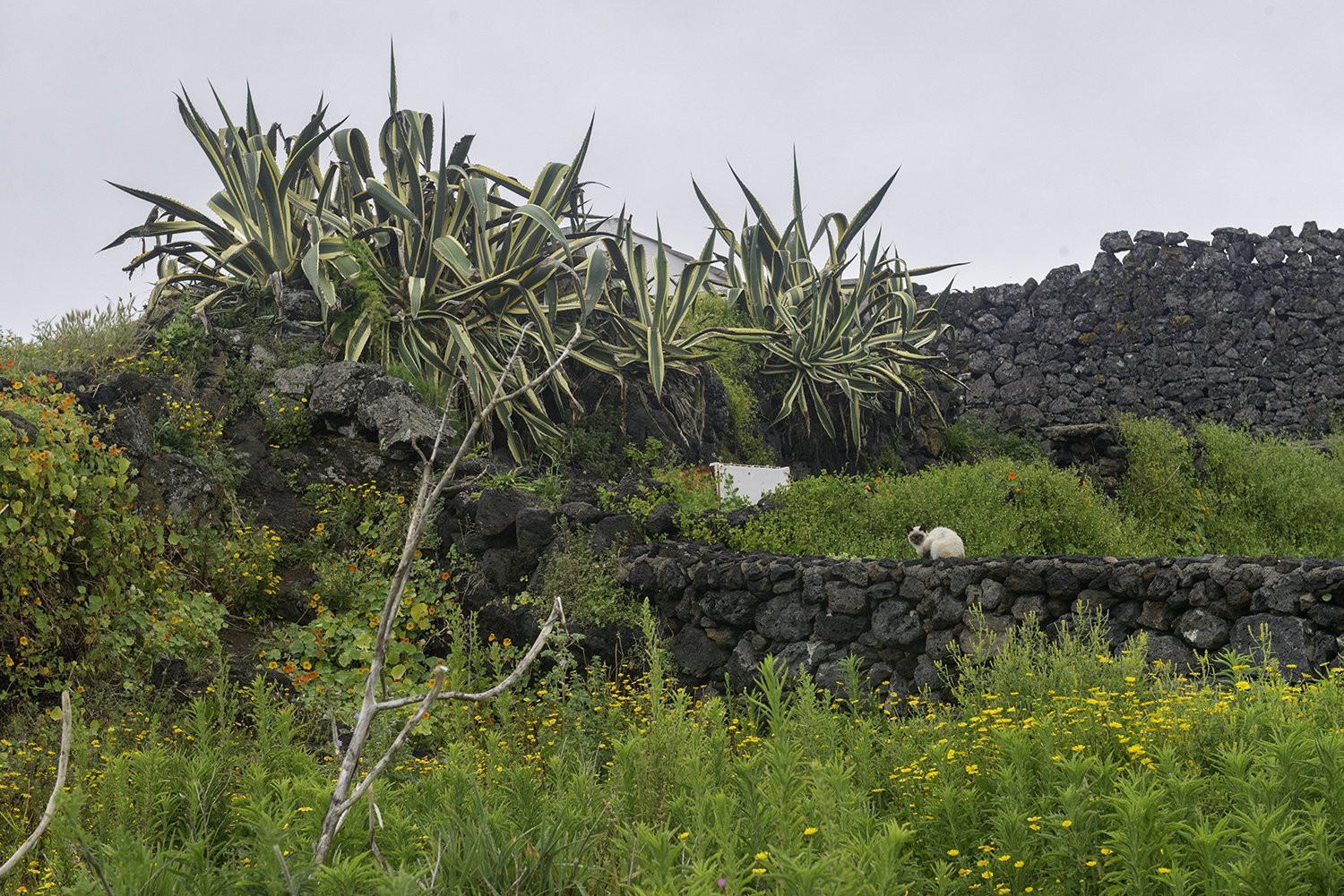 Sao Miguel, Azores, Portugal