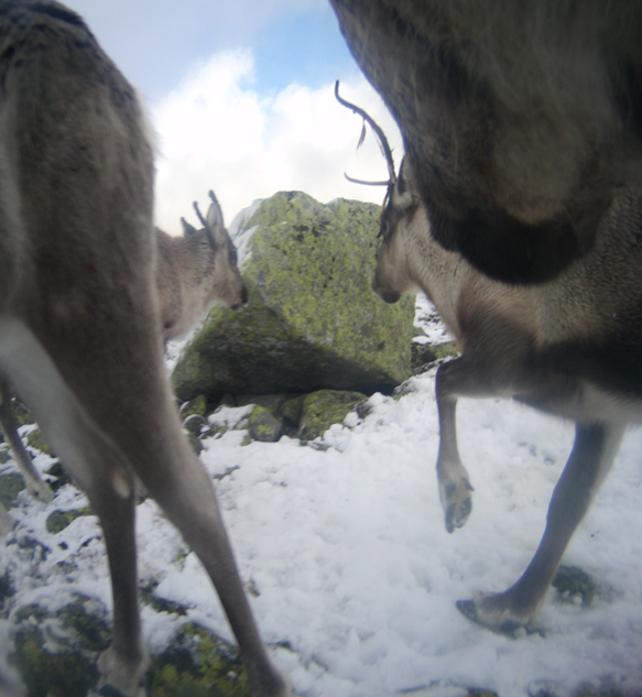 All photos: The wild reindeer Bella/ Olav Strand/NINA .