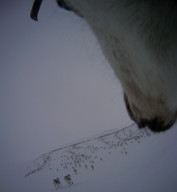 All photos: The wild reindeer Bella/ Olav Strand/NINA .