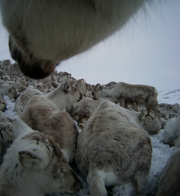 All photos: The wild reindeer Bella/ Olav Strand/NINA .