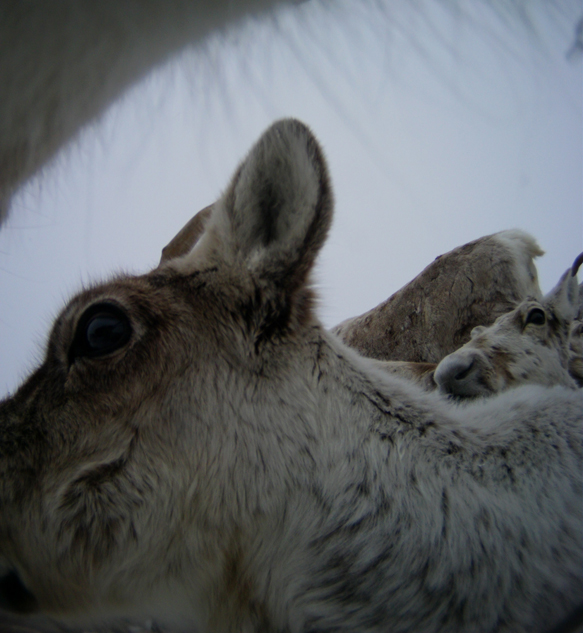 All photos: The wild reindeer Bella/ Olav Strand/NINA .