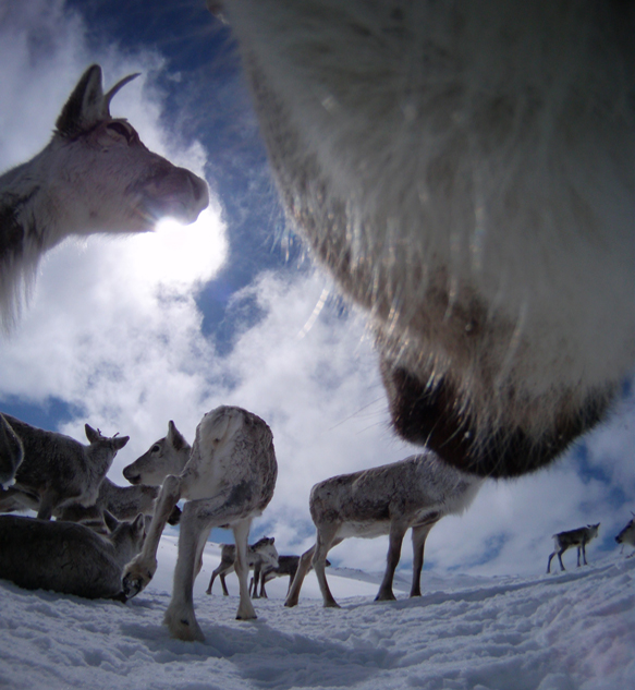 All photos: The wild reindeer Bella/ Olav Strand/NINA .
