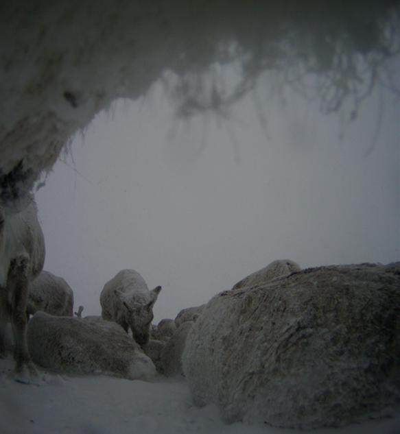 All photos: The wild reindeer Bella/ Olav Strand/NINA .
