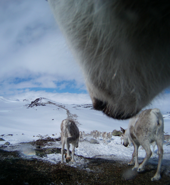 All photos: The wild reindeer Bella/ Olav Strand/NINA .