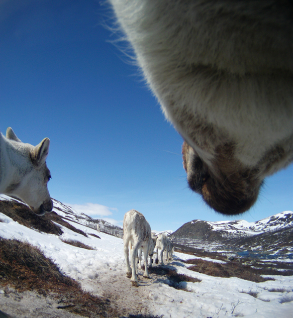 All photos: The wild reindeer Bella/ Olav Strand/NINA .