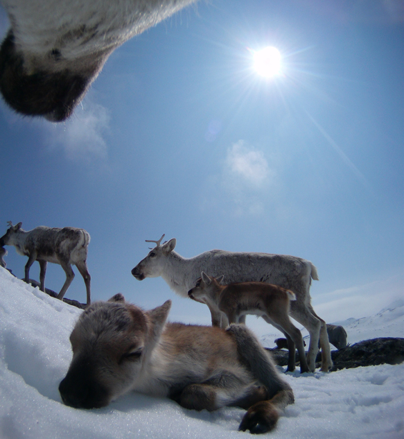 All photos: The wild reindeer Bella/ Olav Strand/NINA .