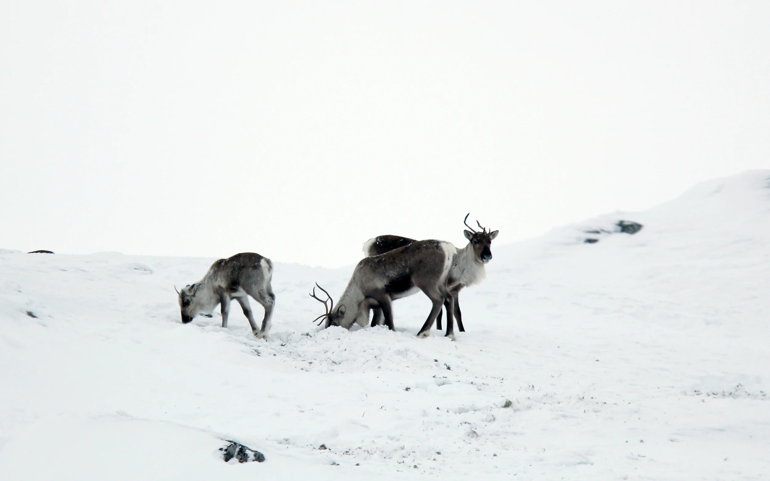 Villrein på vinterbeite i Brattefjell-Vindeggen. Foto: Anders Mossing