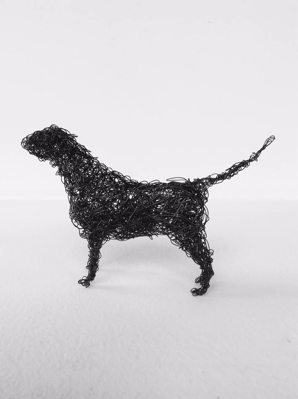 Black wire Labrador