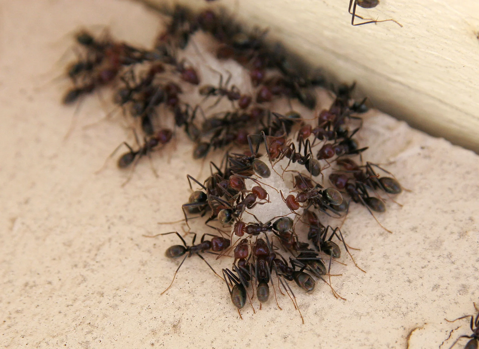 Ants_eating.jpg