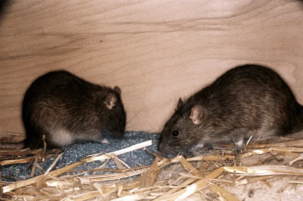 rats-and-mice-1.jpg