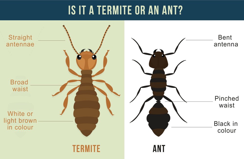 termite+-+ant.jpg