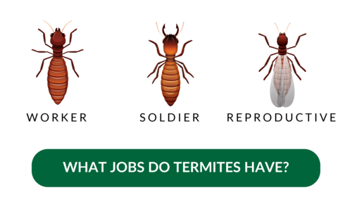 what_jobs_do_termites_have.png