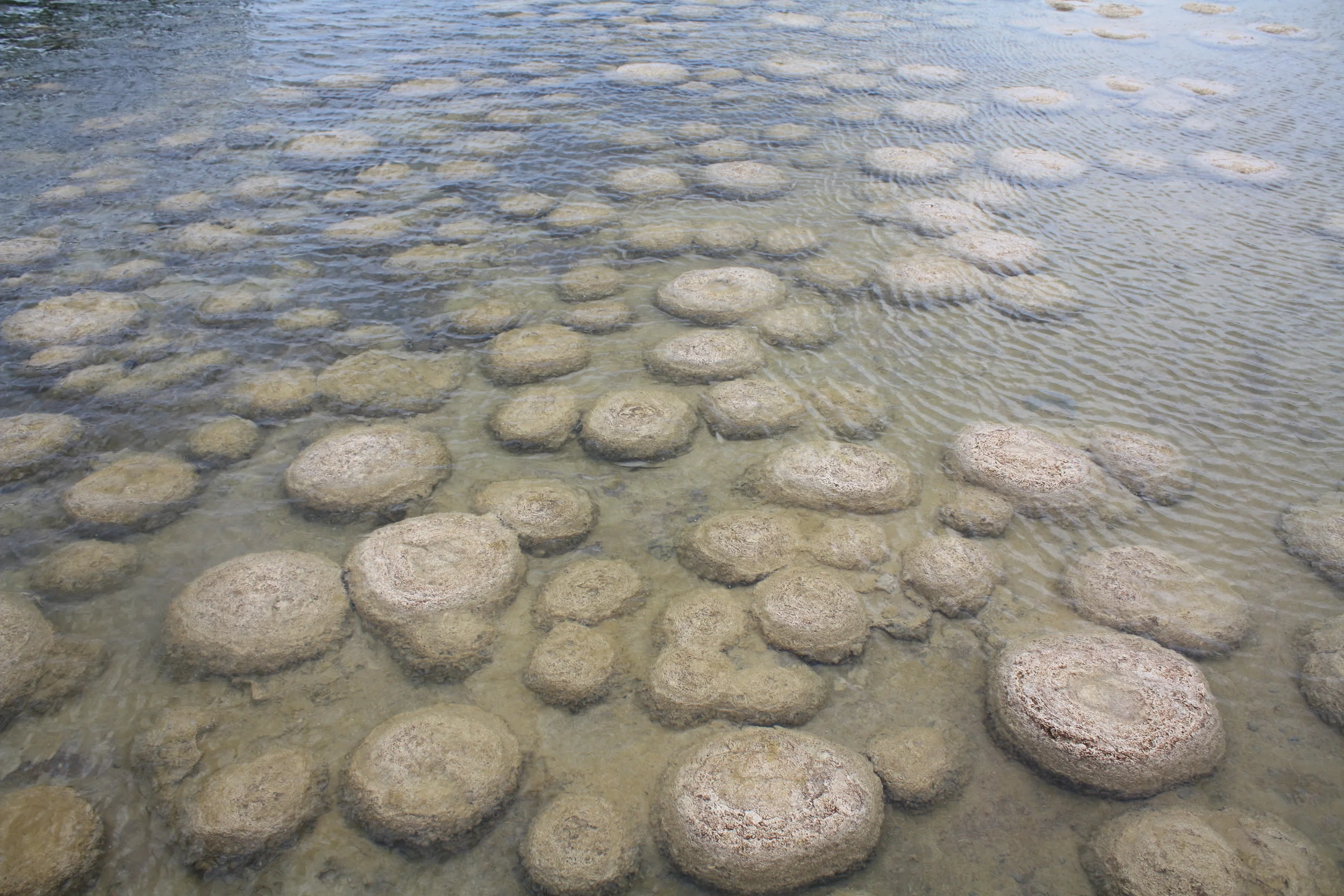 Thrombolites