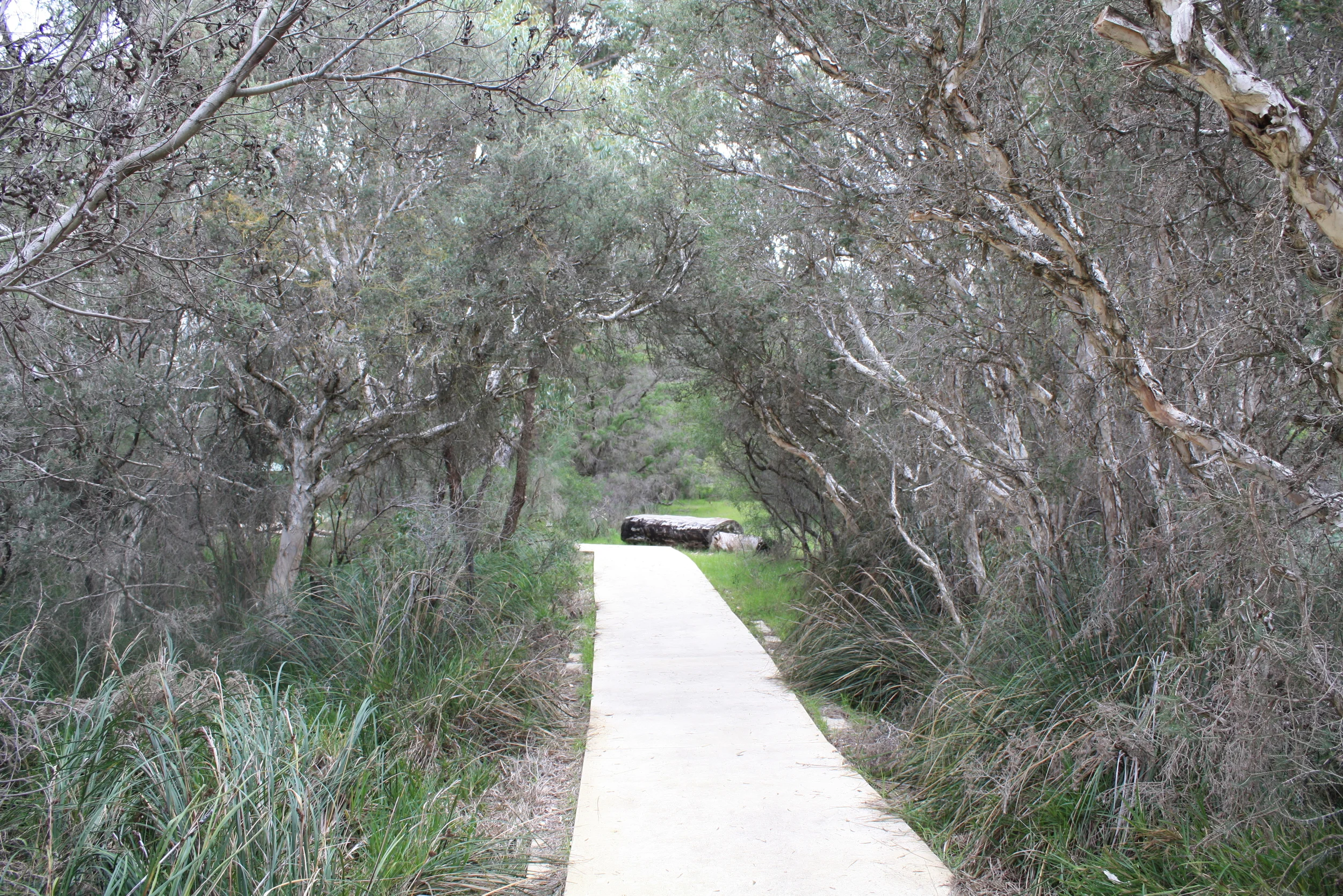 The path to the Thrombolites