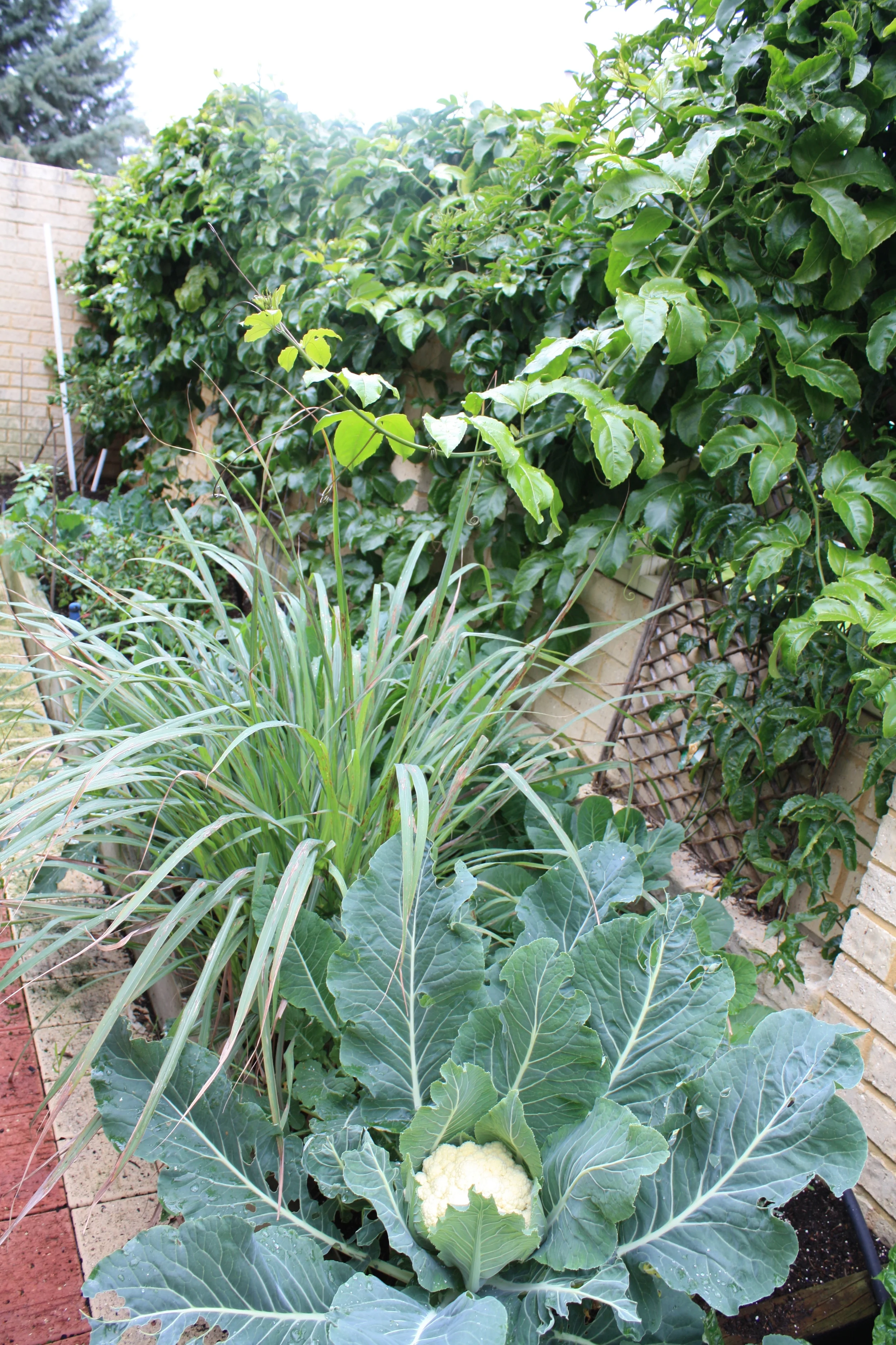 In this Dudley Park Garden the passionfruit and cauliflower are thriving.