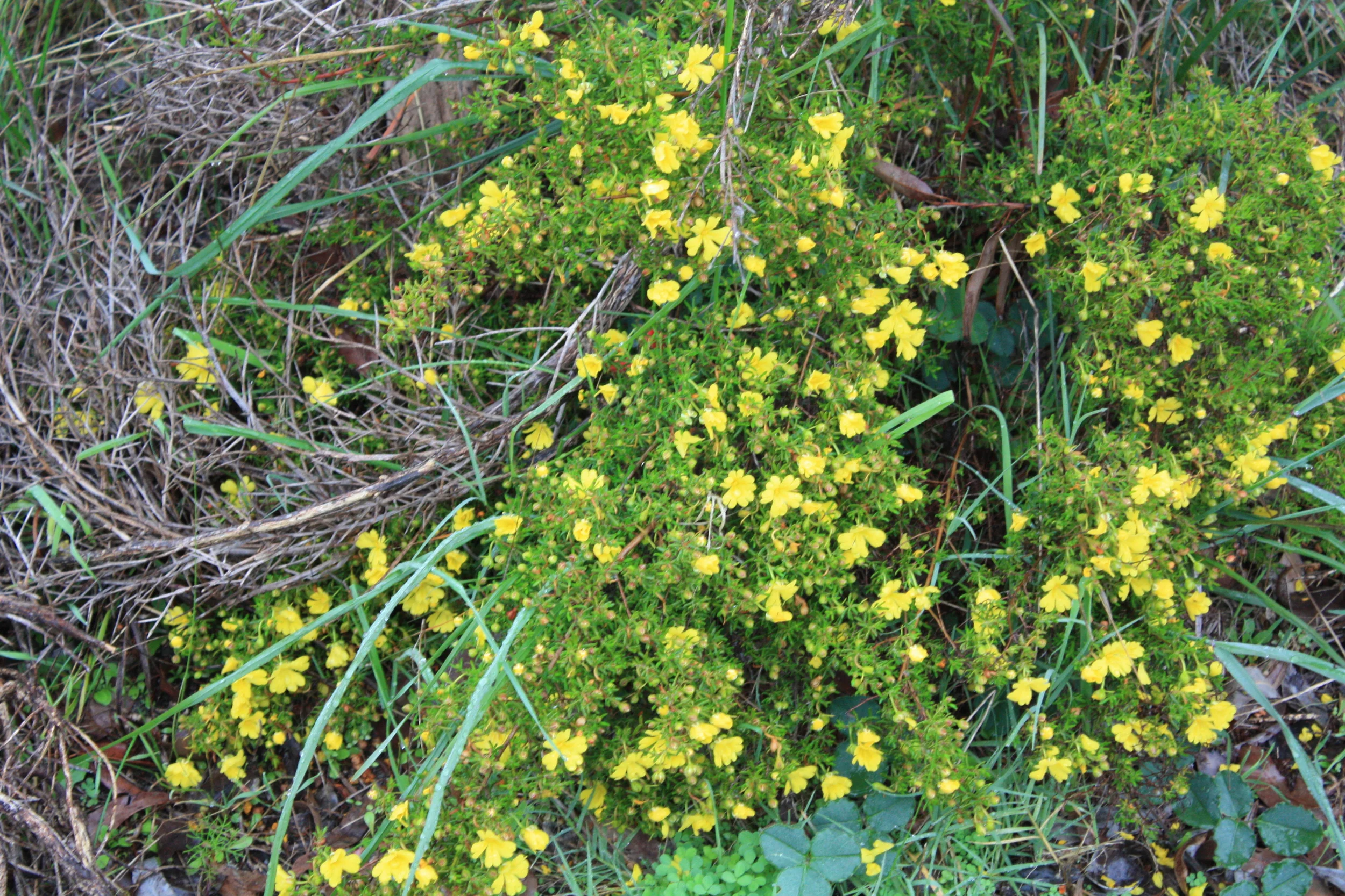 Frasers landing wildflowers