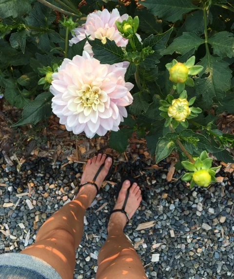 Dahlias.jpg