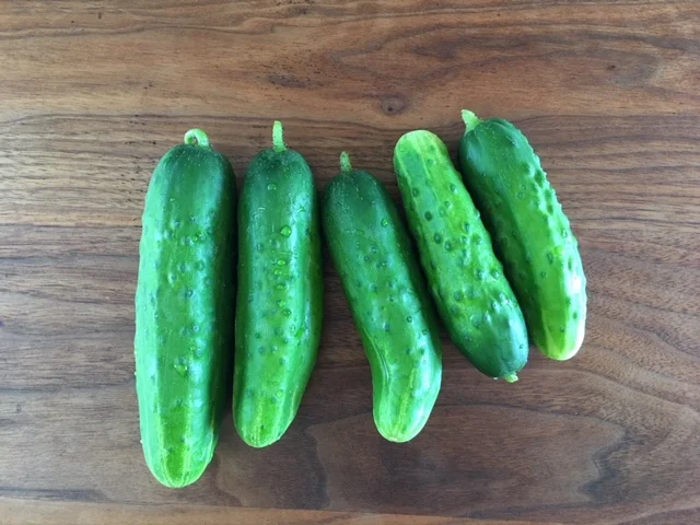 row 7 cucumbers.jpg