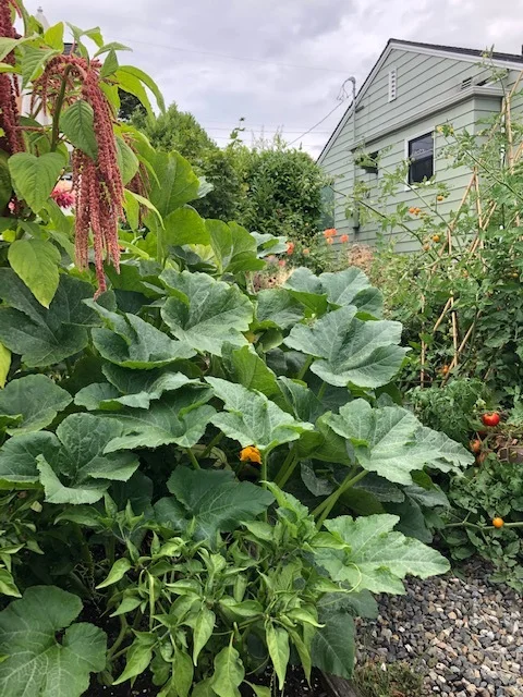 tetra squash.jpg
