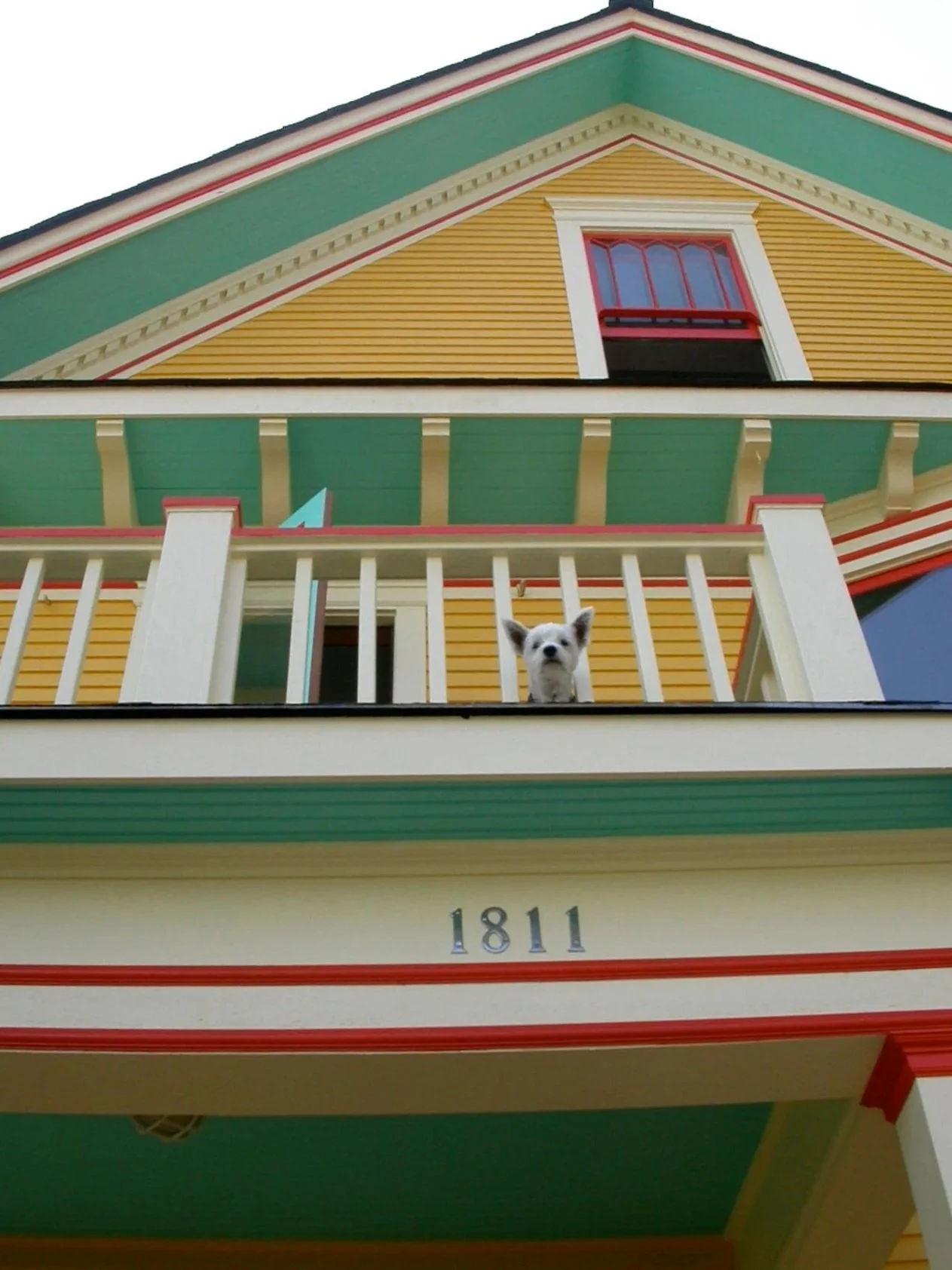 A small white dog with large ears looking over a white railing on a colorful yellow, green, and red house with the house number 1811 visible.