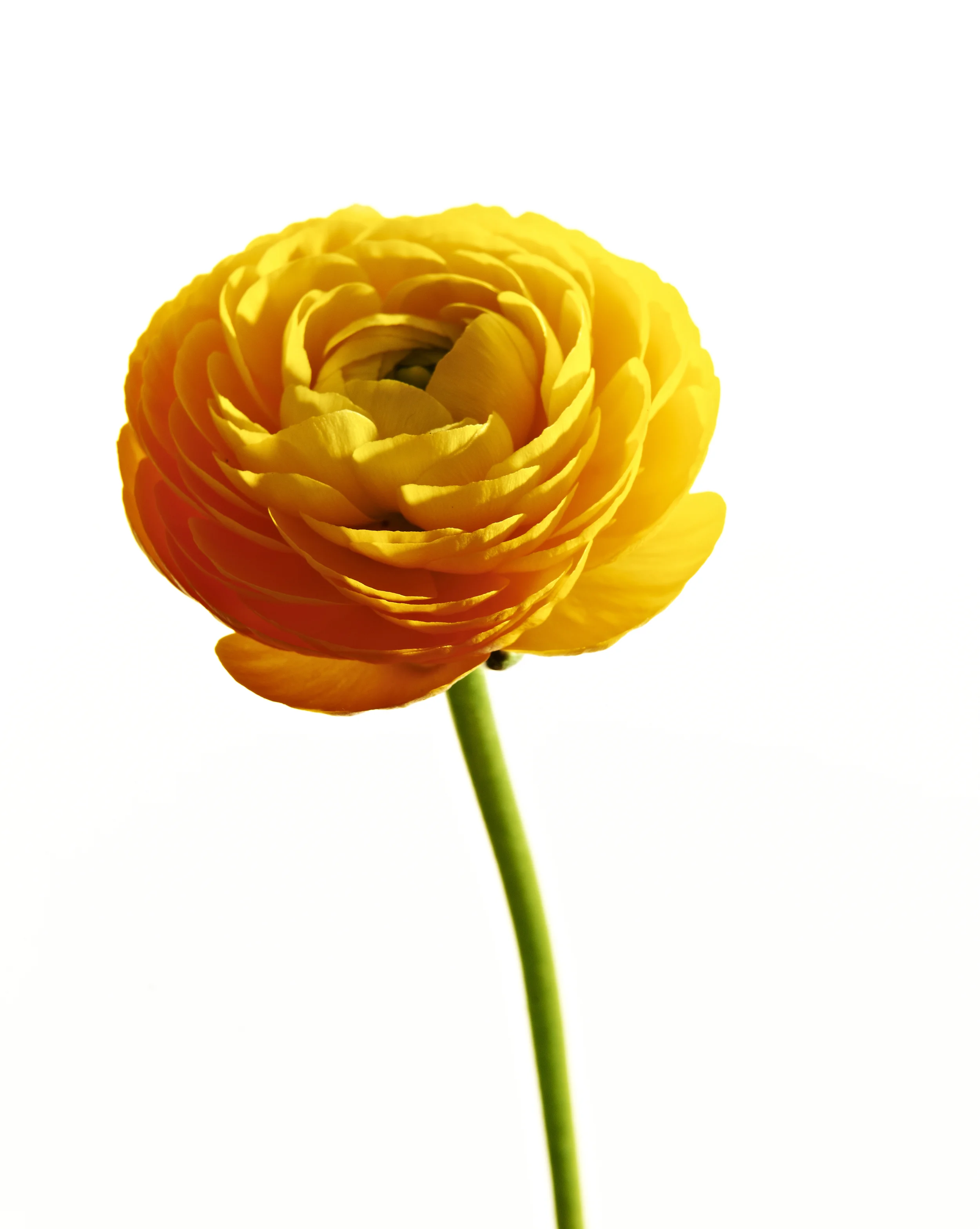 apricot.jpg