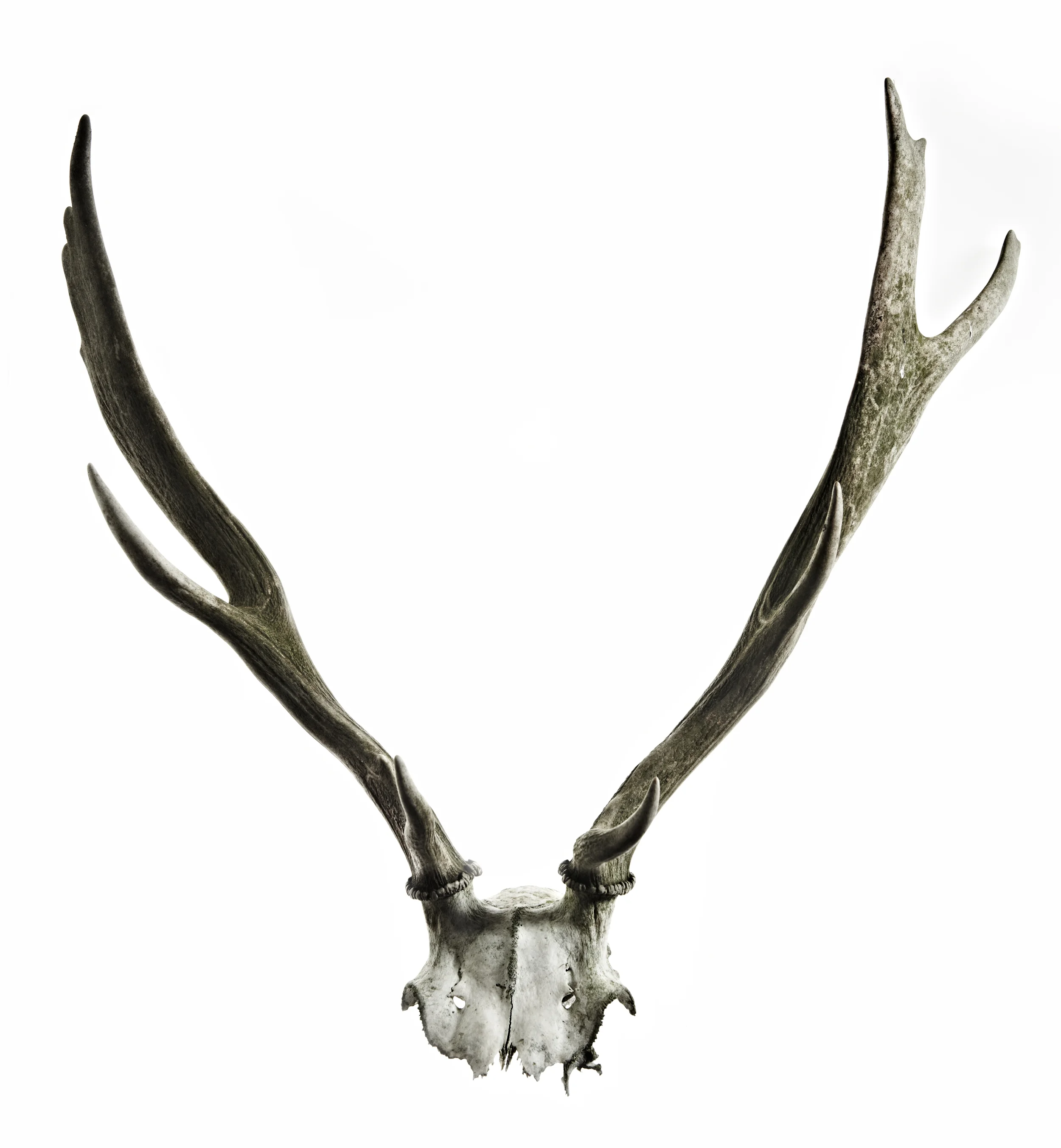 antlers.jpg