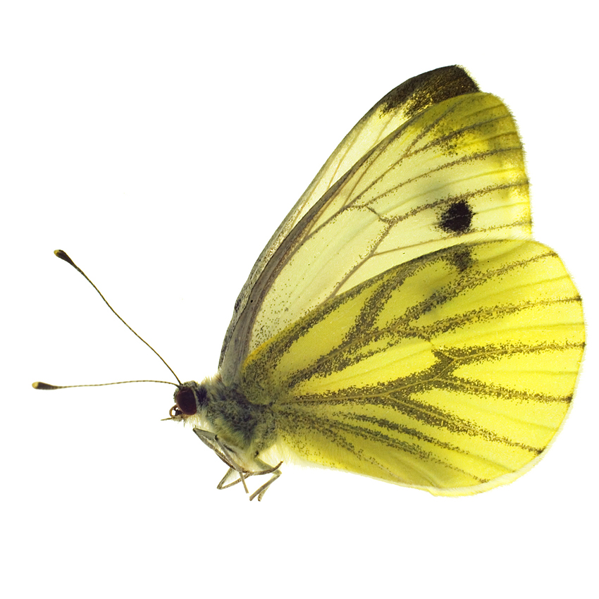 Moth Still life Photography