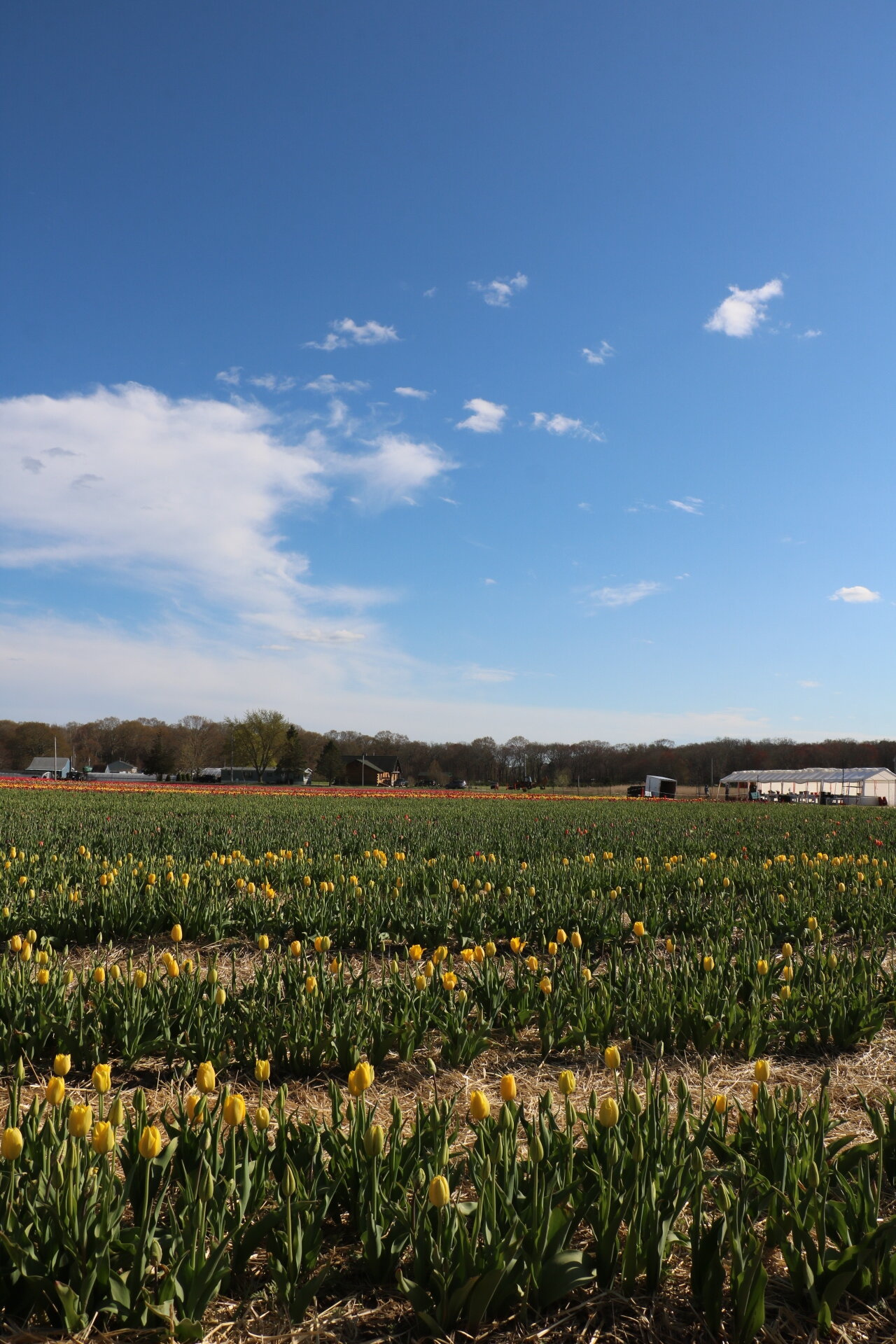 Rows of Yellow Tulips