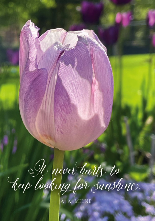 tulips-in-the-phlox-look-for-sunshine.png