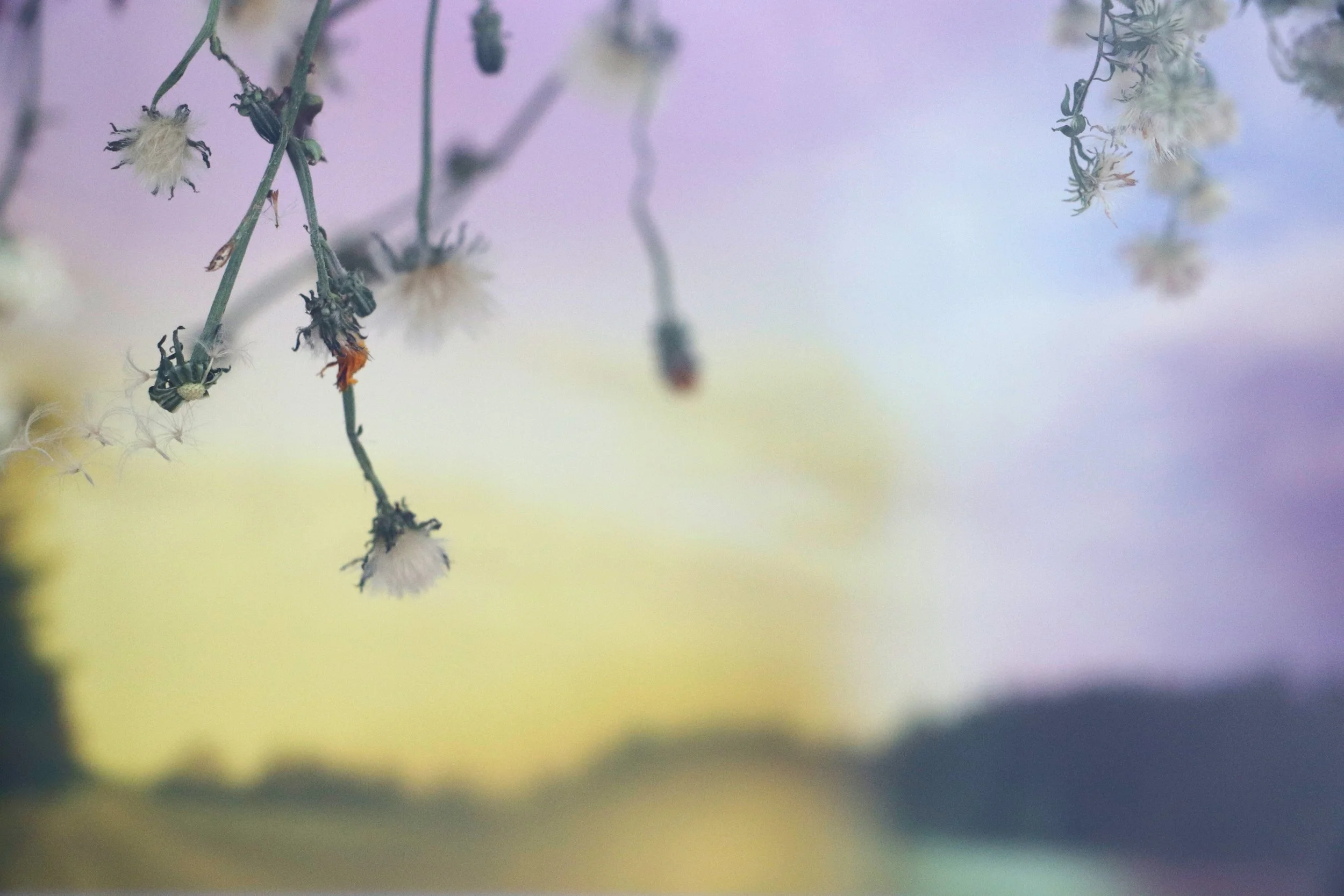 Documentation from Shadow Companions Installation, 2024