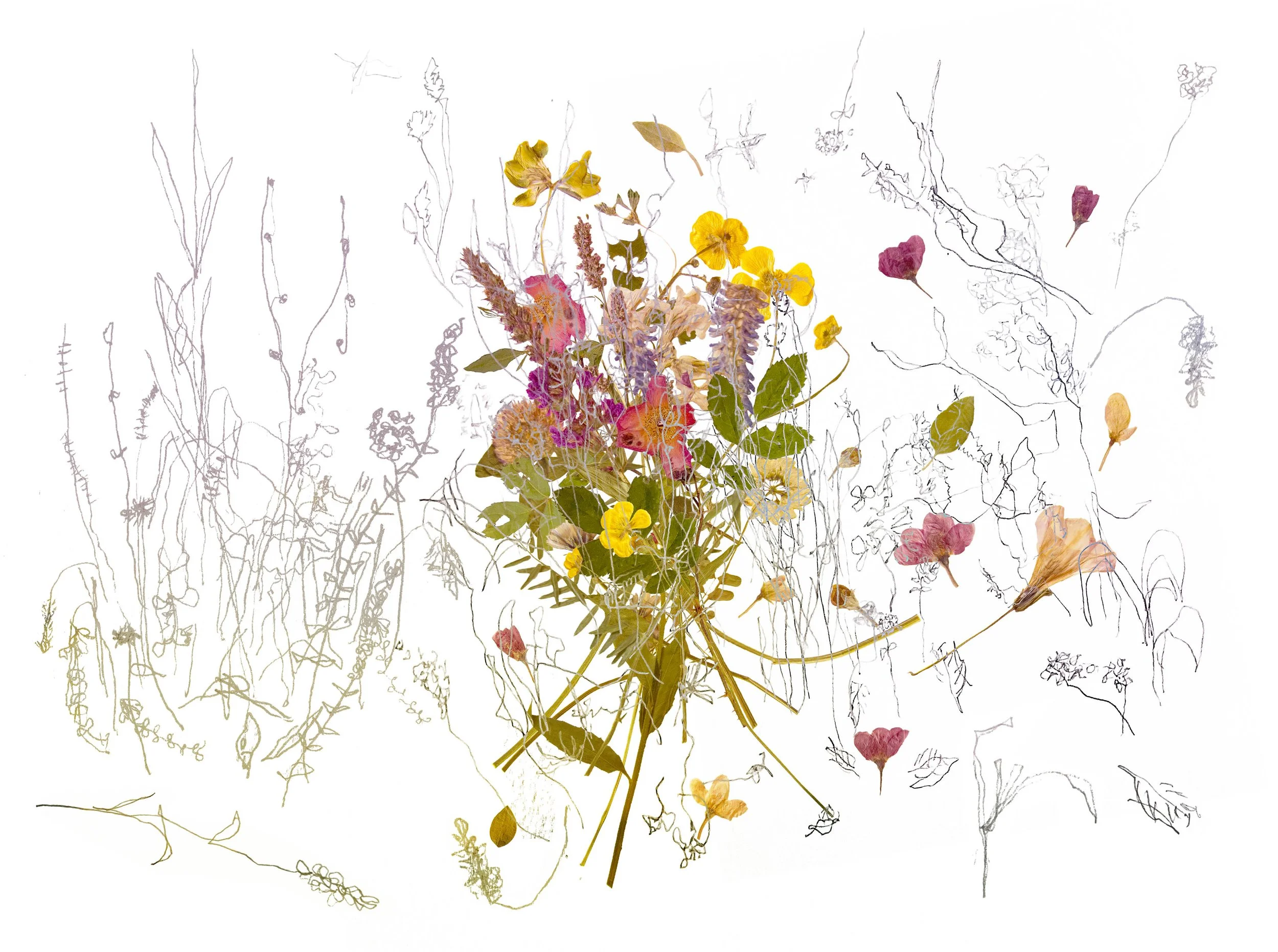 Blind Contour with Pressed Flowers, 2025