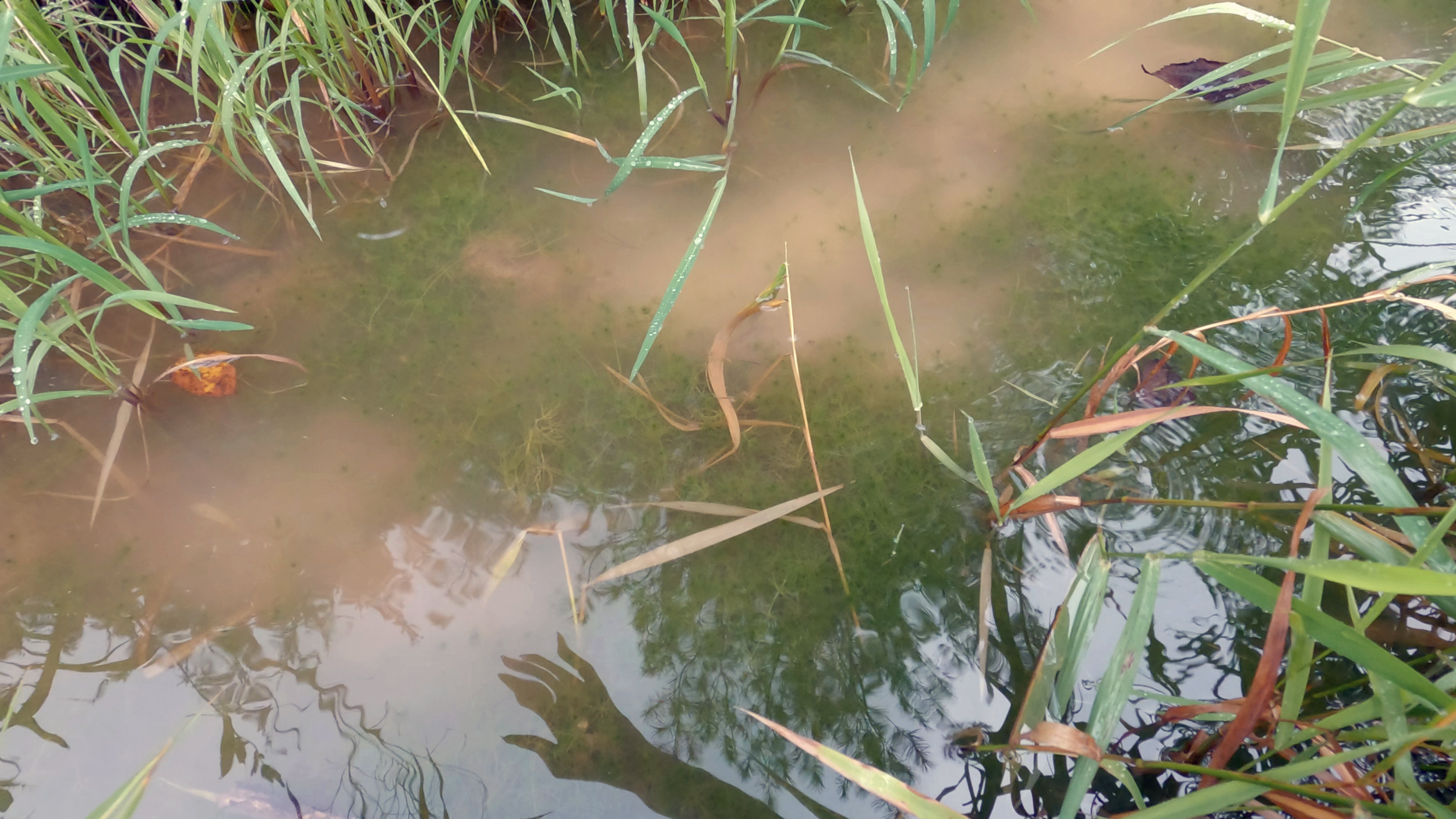 Still Image from Becoming World, 2026