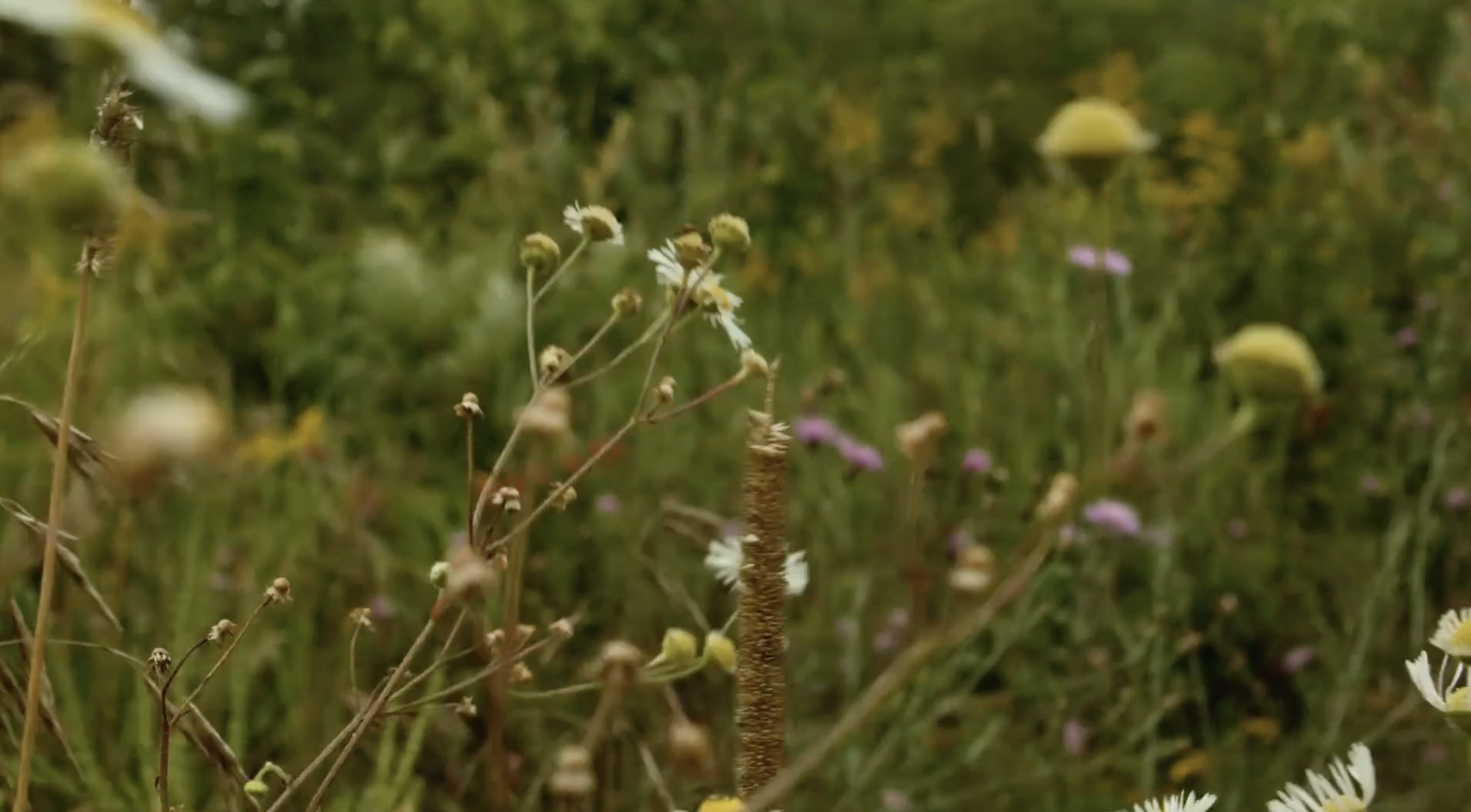 Video: Micro Edit of Imprint, 2018